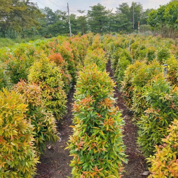 Cây hồng lộc - Đặc điểm, giá bán, ý nghĩa, công dụng, cách trồng và chăm sóc cây hồng lộc