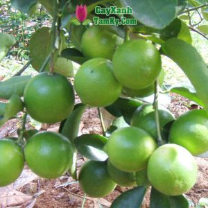 cay-chanh-giay (1)