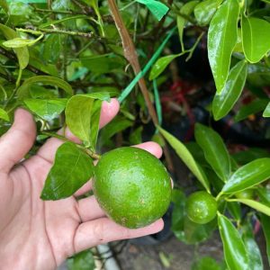 cay-chanh-tu-quy (1)