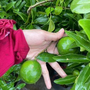 cay-chanh-tu-quy (2)