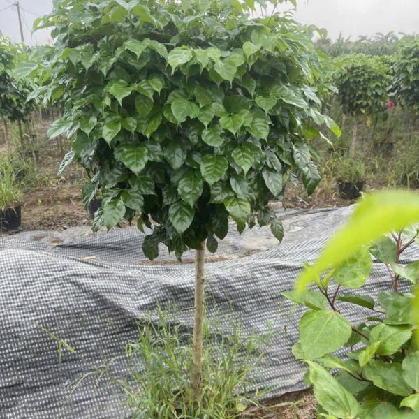 Cây hạnh phúc thân gỗ
