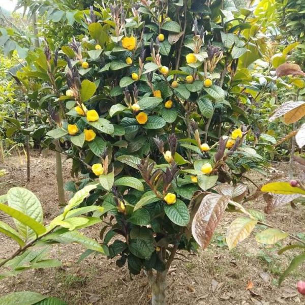 Cây trà hoa vàng