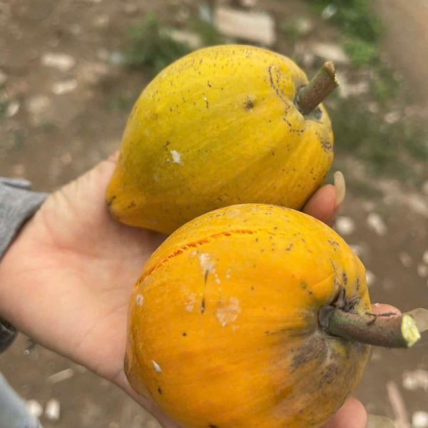 Cây lêkima Thái (cây trứng gà Thái)