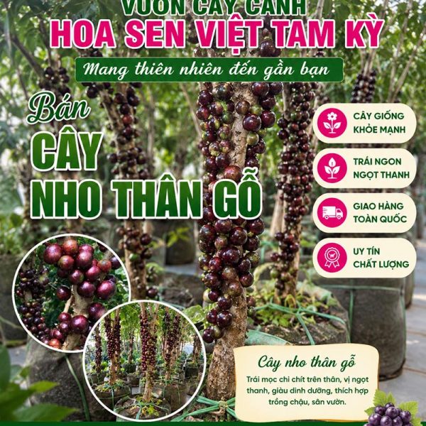 Cây nho thân gỗ - Đặc điểm, ý nghĩa, công dụng, cách trồng và chăm sóc cây nho thân gỗ