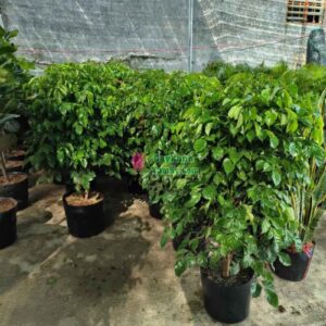 cay-hanh-phuc-4