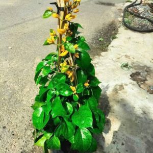 cay-lan-hoang-duong-6