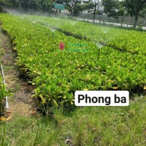 cay-phong-ba-1