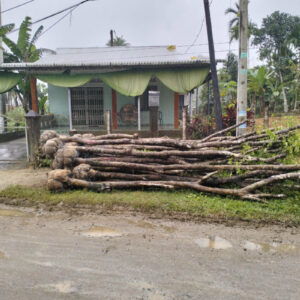 cay-giang-huong-1
