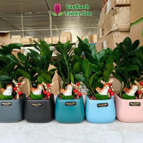 Cây kim tiền để bàn - Đặc điểm, giá bán, ý nghĩa, công dụng cách trồng và chăm sóc cây kim tiền để bàn