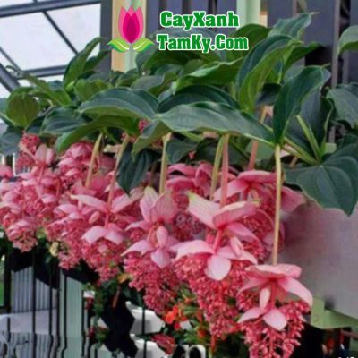 cay-hon-ngoc-vien-dong (1)