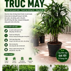 truc-may
