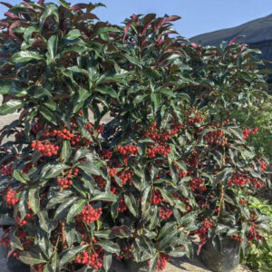 cay-kim-ngan-luong (1)