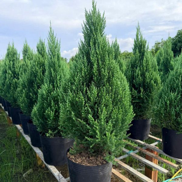 Tổng hợp các loại cây tùng, cây thông để trang trí Lễ Giáng Sinh Noel