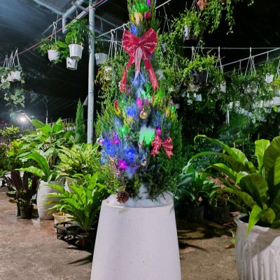 cay-tung-noel (4)