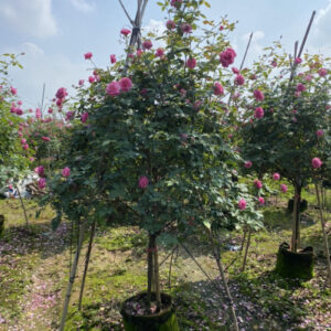 hoa-hong-co-sapa (1)