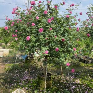 hoa-hong-co-sapa (2)