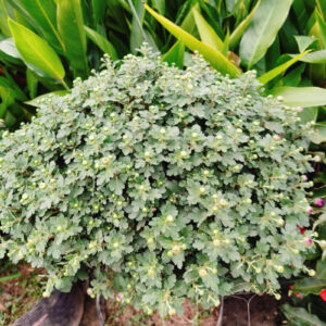 cay-hoa-cuc-han-tree (1)