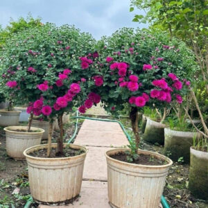 cay-hoa-cuc-han-tree (5)