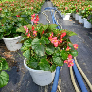 cay-thu-hai-duong (2)