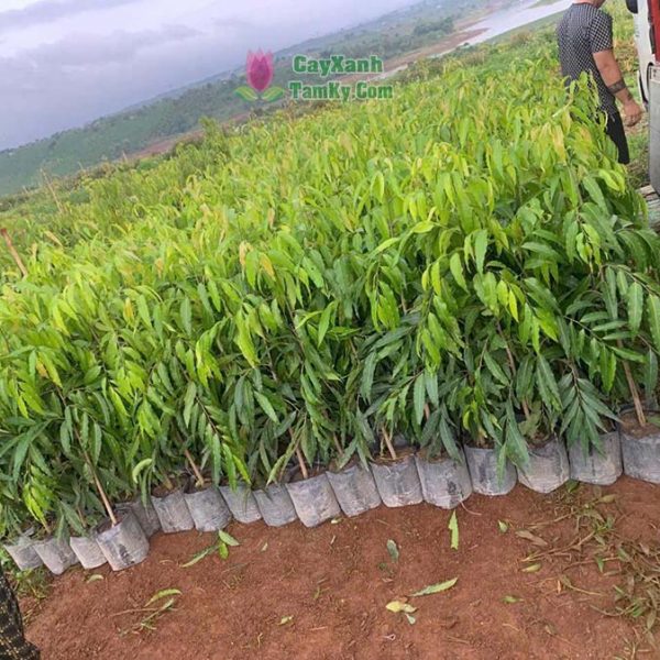 Cây hoàng nam - Đặc điểm, ý nghĩa, công dụng, cách trồng và chăm sóc cây hoàng nam