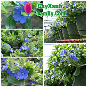 cay-thanh-tu (1)