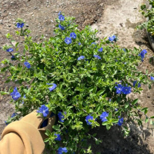cay-thanh-tu (2)