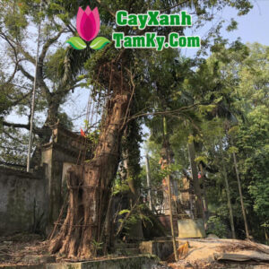 cay-sua (1)