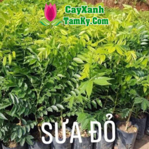 cay-sua (4)
