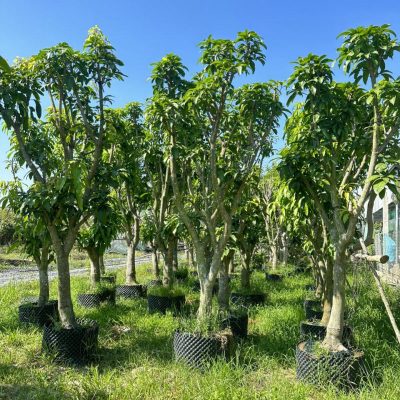 cay-xoai-cong-trinh (3)