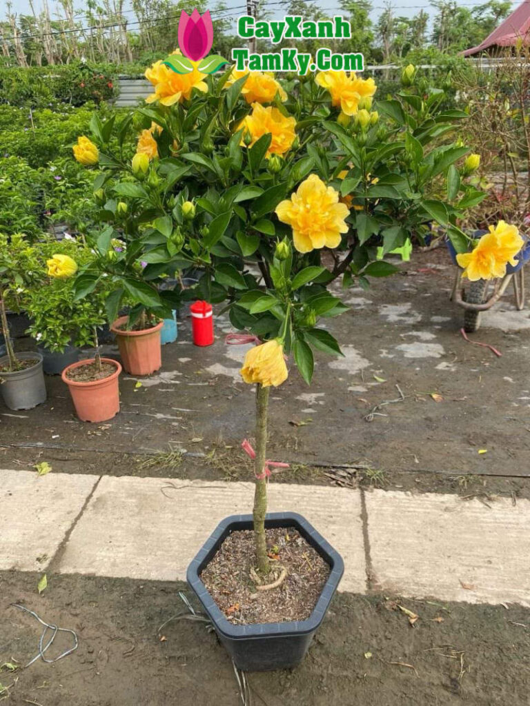Cây hoa râm bụt cốt 1 thân tree - Đặc điểm, ý nghĩa, công dụng, cách ...