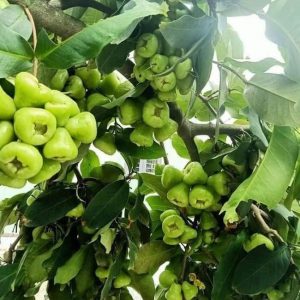 cay-man-xanh-duong (4)