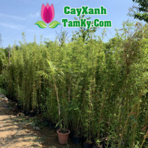 cay-truc-quan-tu (1)