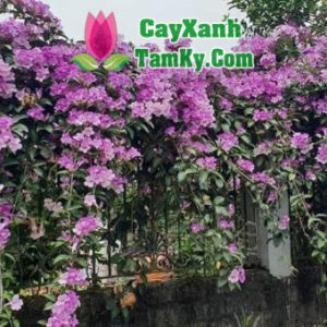 cay-anh-hong (2)