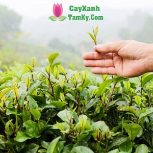 cay-che-xanh (4)