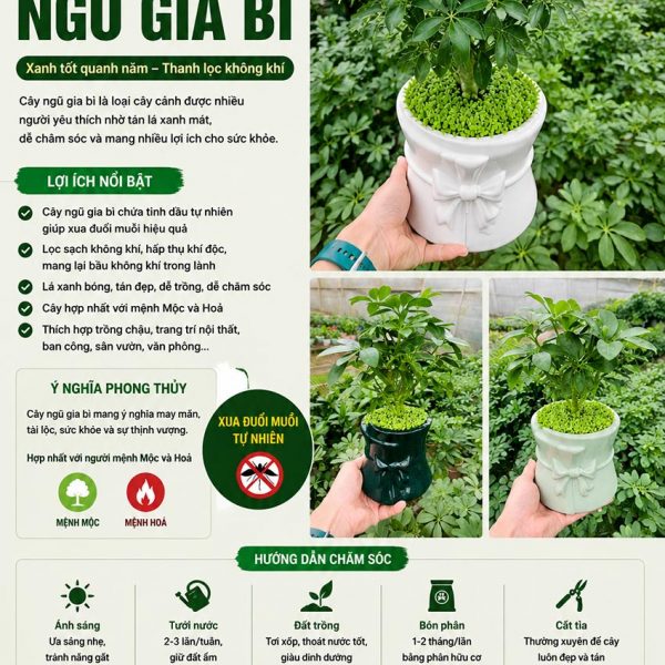 Cây ngũ gia bì - Đặc điểm, công dụng, cách trồng và chăm sóc cây ngũ gia bì