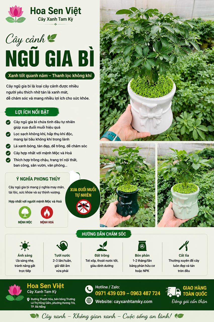 cay-ngu-gia-bi (1)