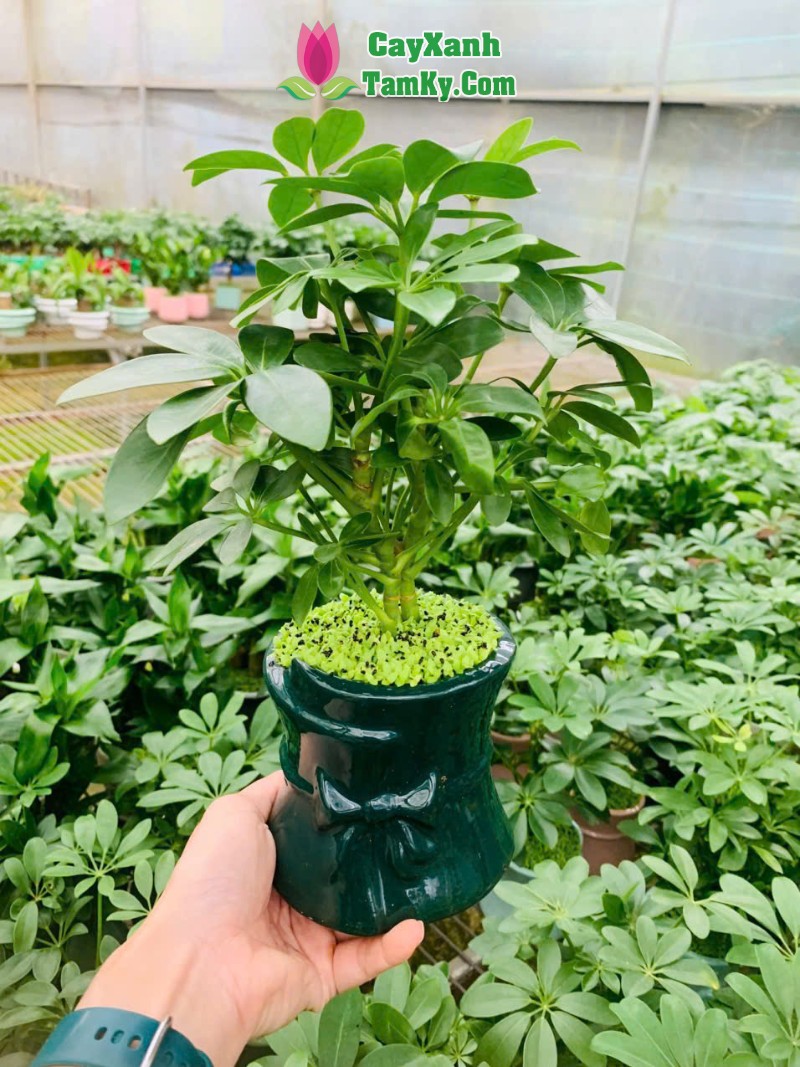 cay-ngu-gia-bi (2)