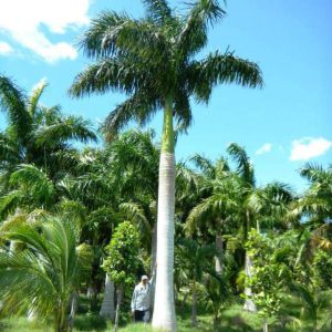 cay-cau-vua (1)