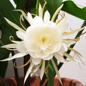 cay-hoa-da-quynh (1)