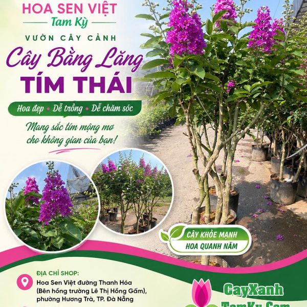 Cây bằng lăng tím thái - Đặc điểm, giá bán, ý nghĩa, công dụng, cách trồng và chăm sóc cây bằng lăng tím thái