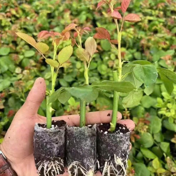 Cây hoa hồng giống - Đặc điểm, giá bán, ý nghĩa, công dụng, cách trồng và chăm sóc cây hoa hồng giống