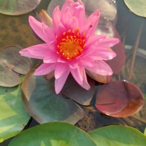 cay-hoa-sung-thai (5)