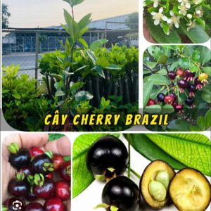 cay-cherry (3)