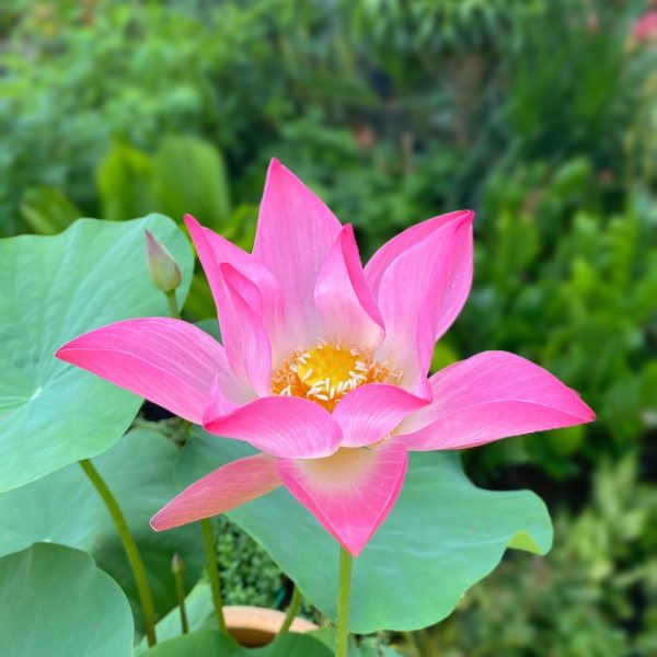 Cây hoa sen truyền thống