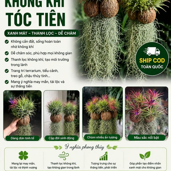 Cây không khí tóc tiên - Đặc điểm, ý nghĩa, công dụng, cách trồng và chăm sóc cây không khí tóc tiên