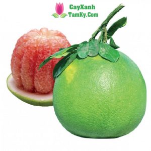 cay-buoi-da-xanh-ruot-hong (1)