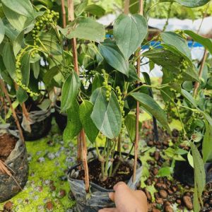 cay-tieu-xanh (1)