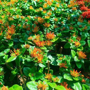 cay-trang-phuong-hoang (1)