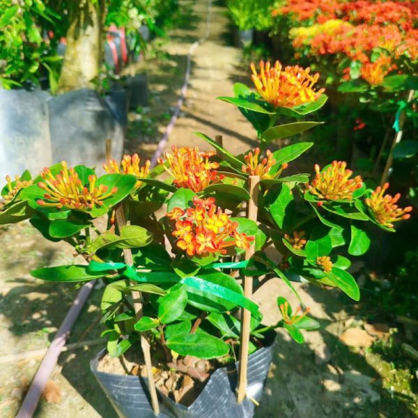 Cây bông trang phượng hoàng (cây mẫu đơn phượng hoàng cam)