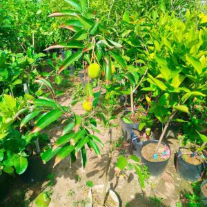 cay-vai (1)
